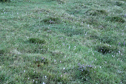 Colchicum alpinum
