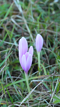 Colchicum alpinum