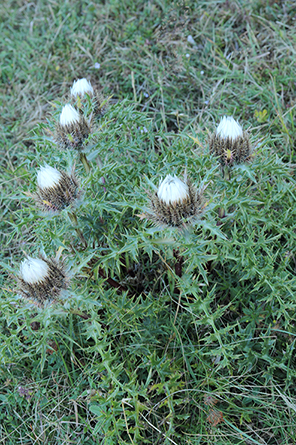 Carlina acaulis subsp. caulescens