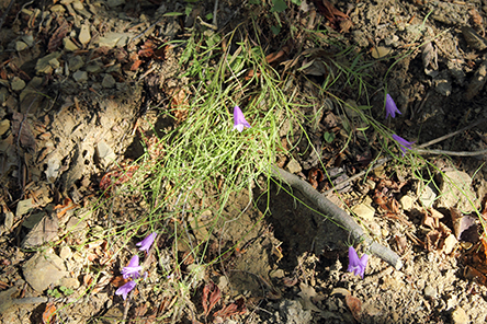 fiore da id. 2 - Campanula sp.