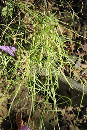 fiore da id. 2 - Campanula sp.