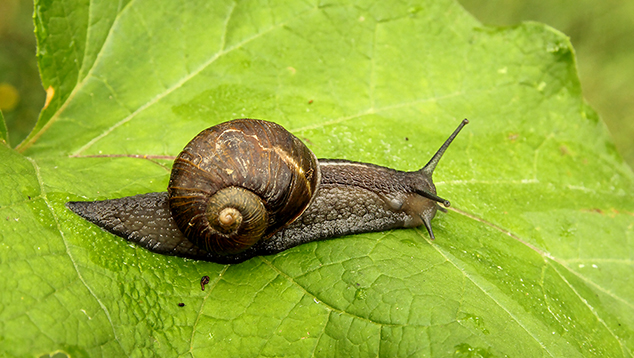 id chiocciola