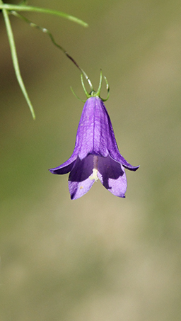 fiore da id. 2 - Campanula sp.