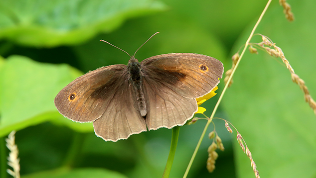 id farfalla 3:  Maniola jurtina - Nymphalidae