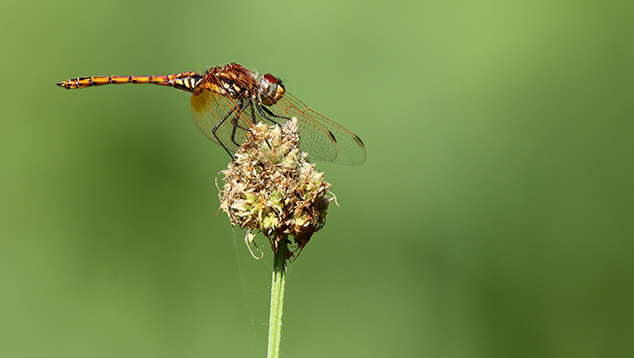 Trithemis annulata, maschio immaturo  (Libellulidae)