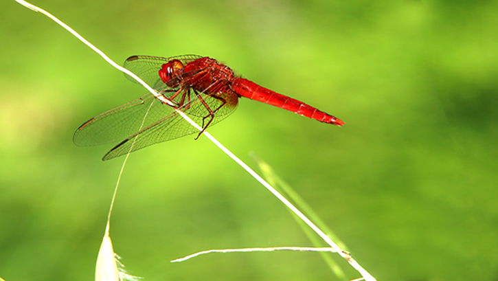 id libellula