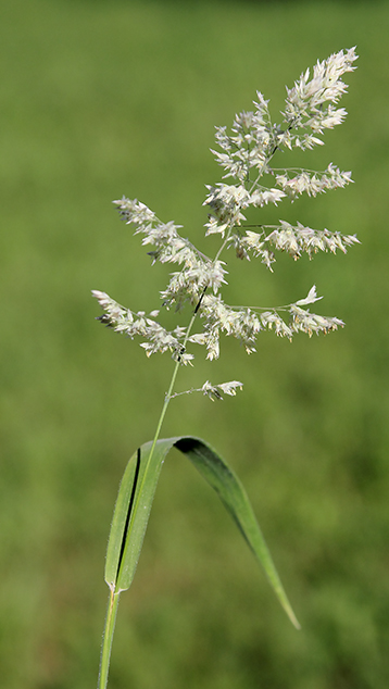 Holcus lanatus