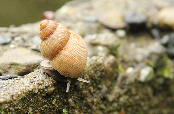 id chiocciola