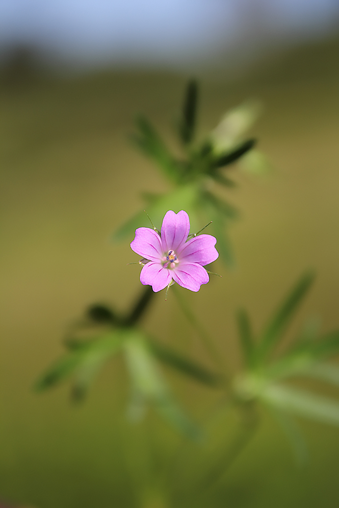 Geranium columbinum