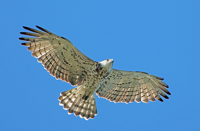 id rapace