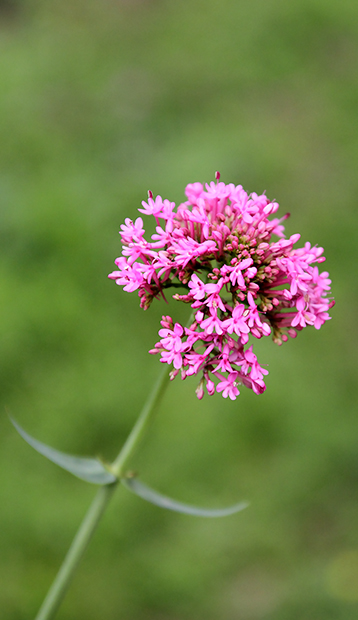 Centranthus ruber