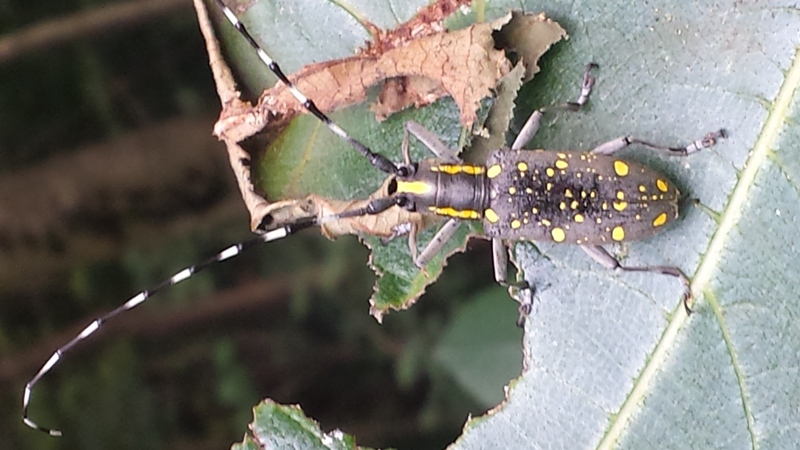 chi ? Psacothea hilaris (Cerambycidae)