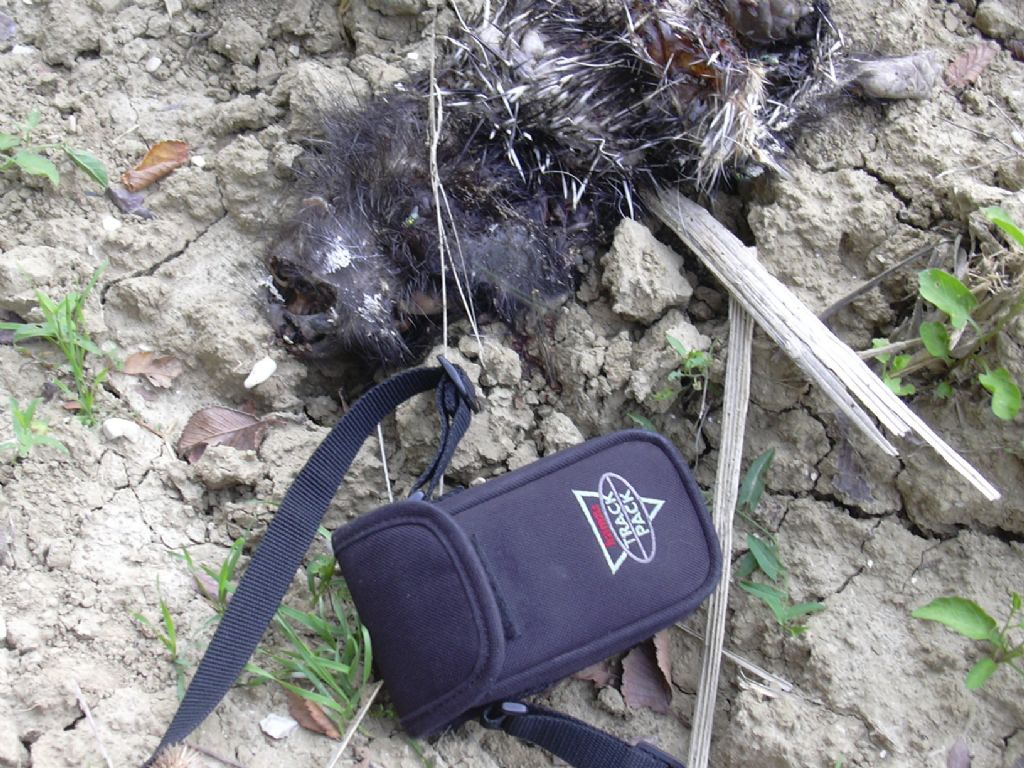 tana e piccolo di istrice morto