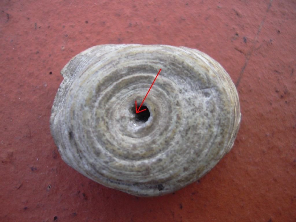 Strano sasso sul Po