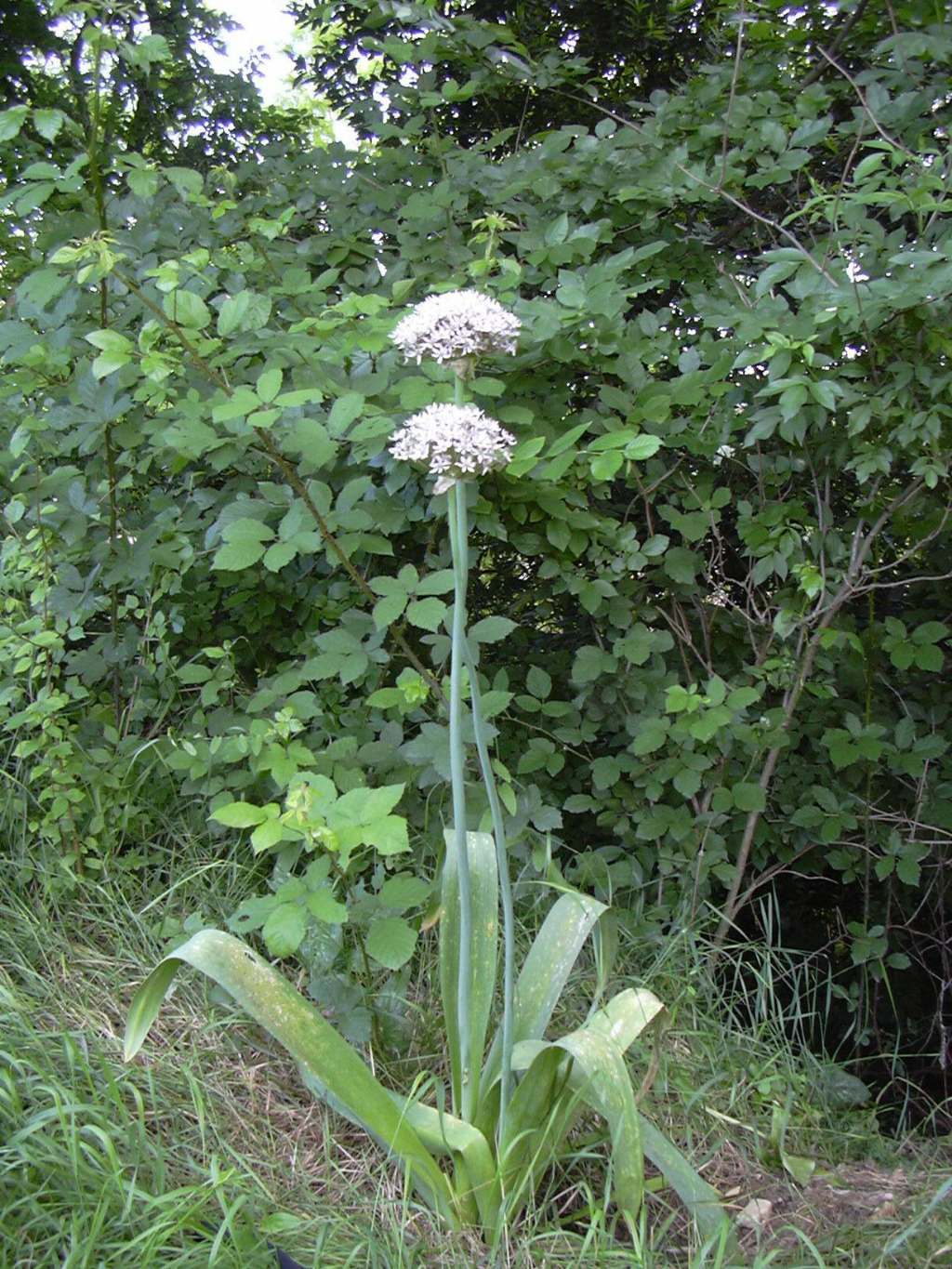 Allium nigrum / Aglio maggiore