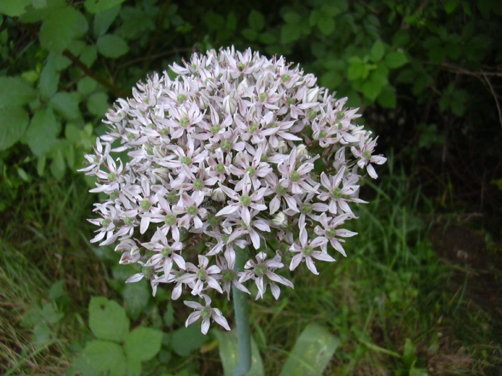 Allium nigrum / Aglio maggiore