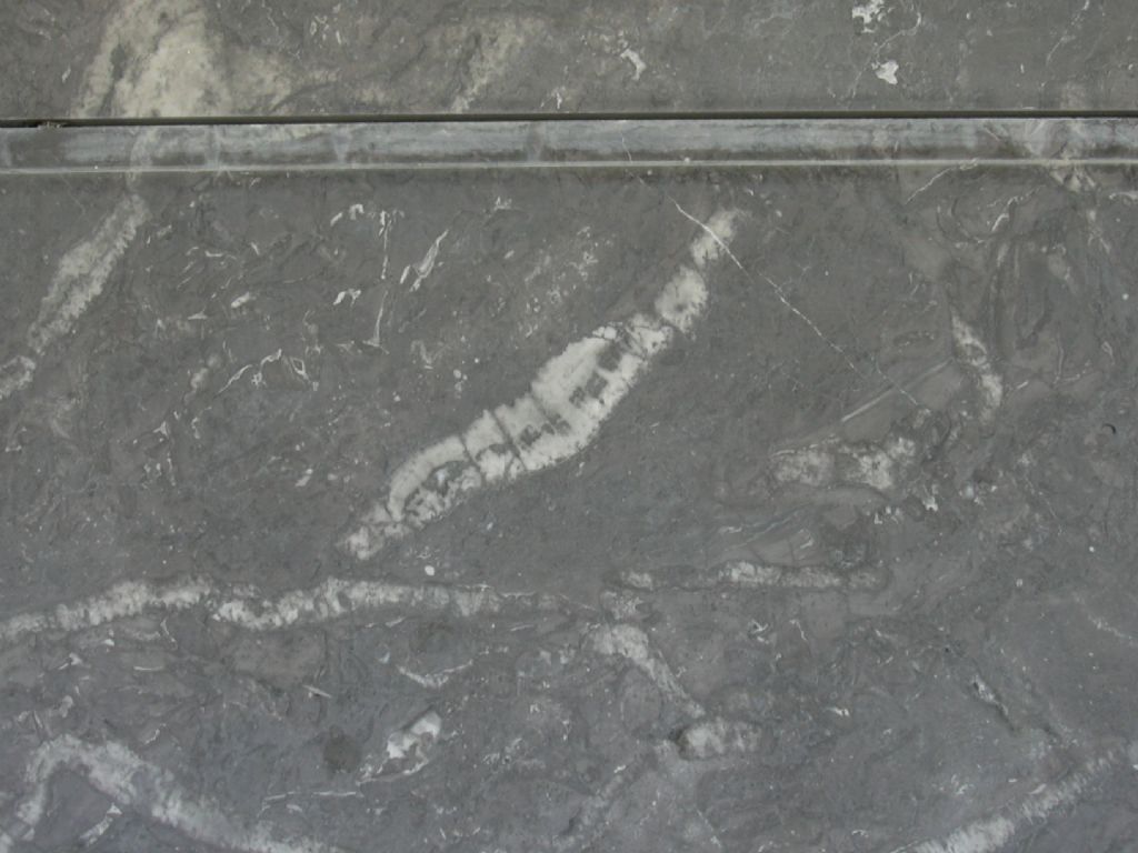 paleontologia...da bar