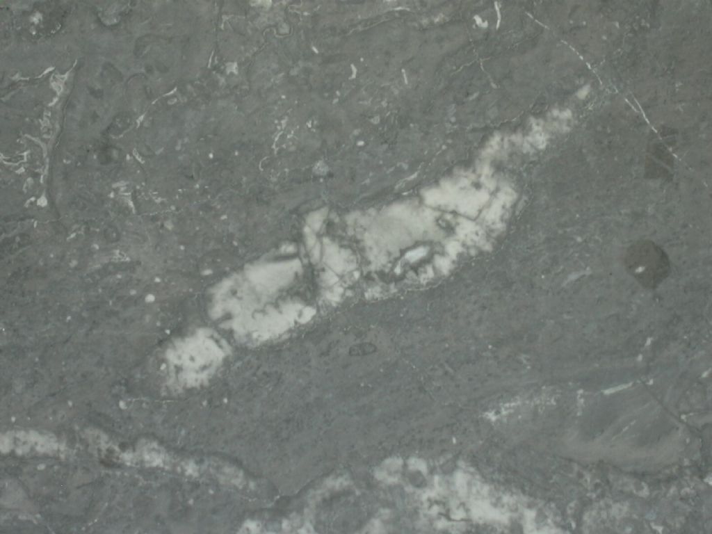 paleontologia...da bar