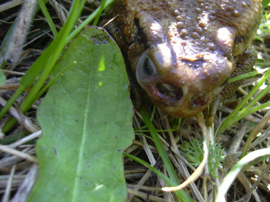 che cosa ha fatto questo rospetto? Bufo e Lucilia bufonivora