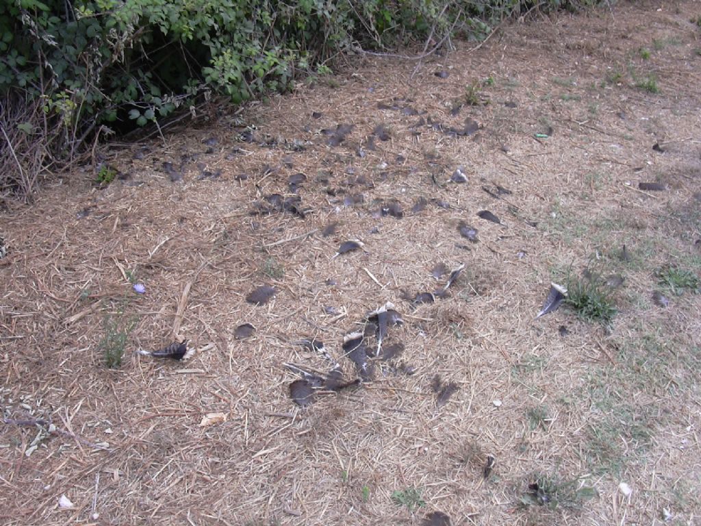 predazione (?), ma su chi?