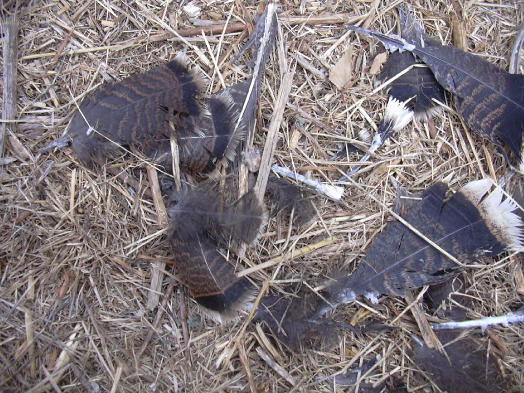 predazione (?), ma su chi?