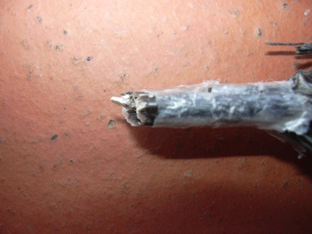 predazione (?), ma su chi?