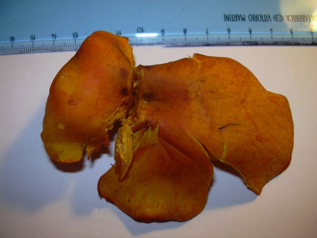 funghi arancioni (dell''olivo?)