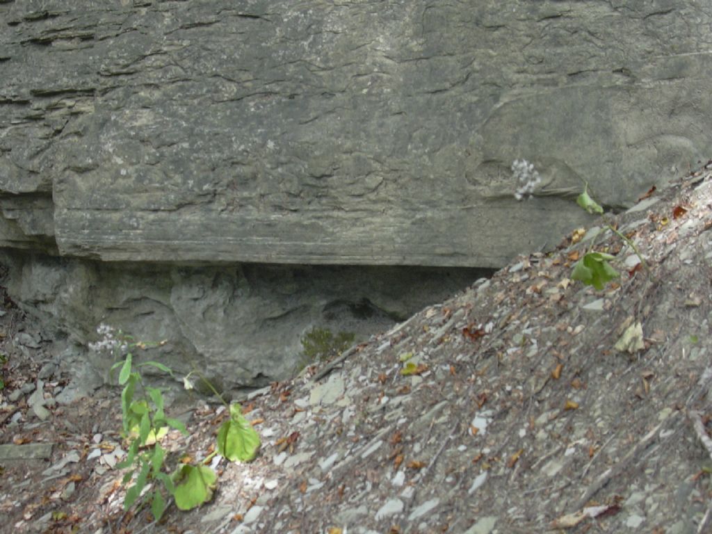 inclusione interessante