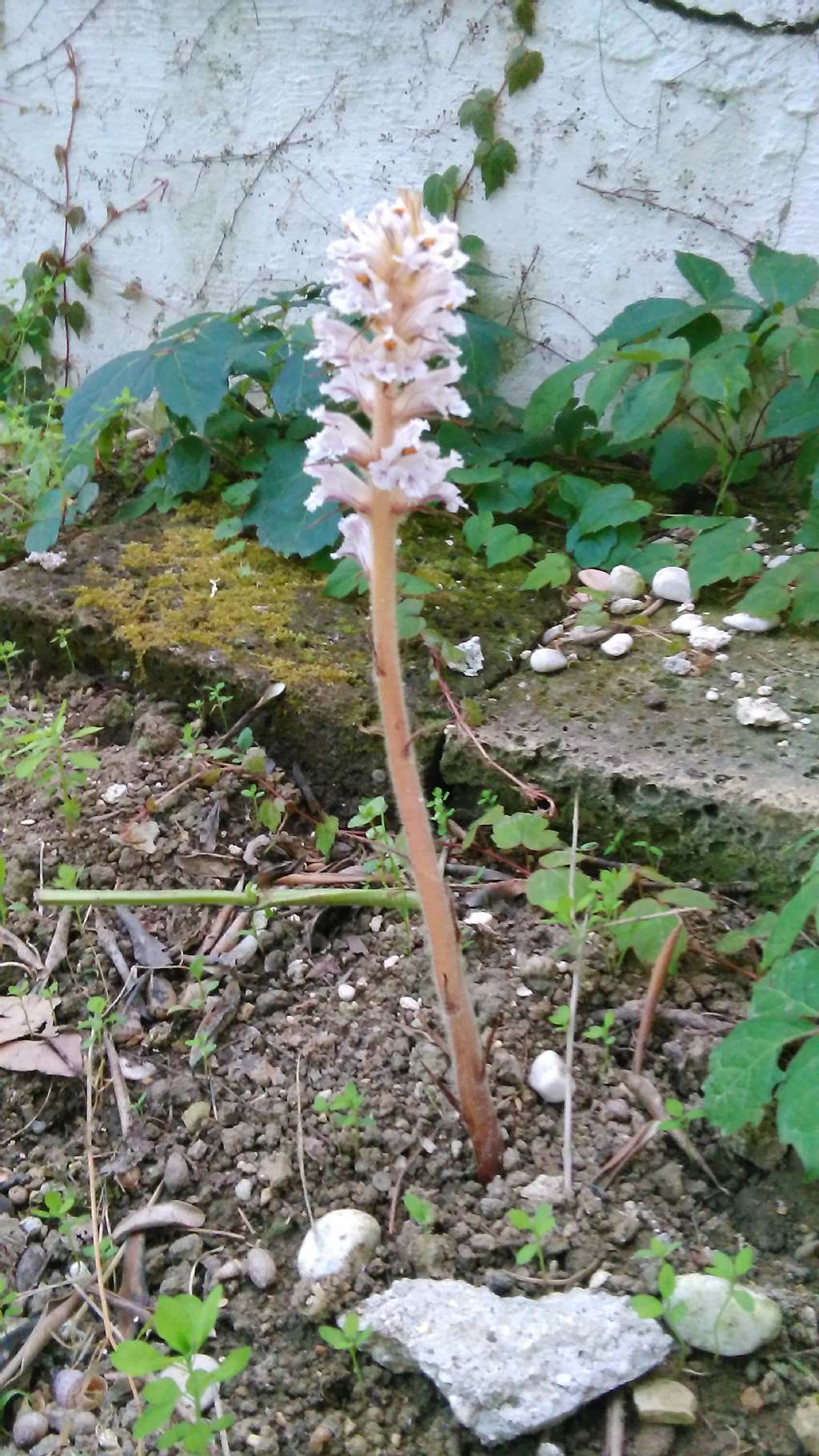 spuntata nel giardino - Orobanche crenata