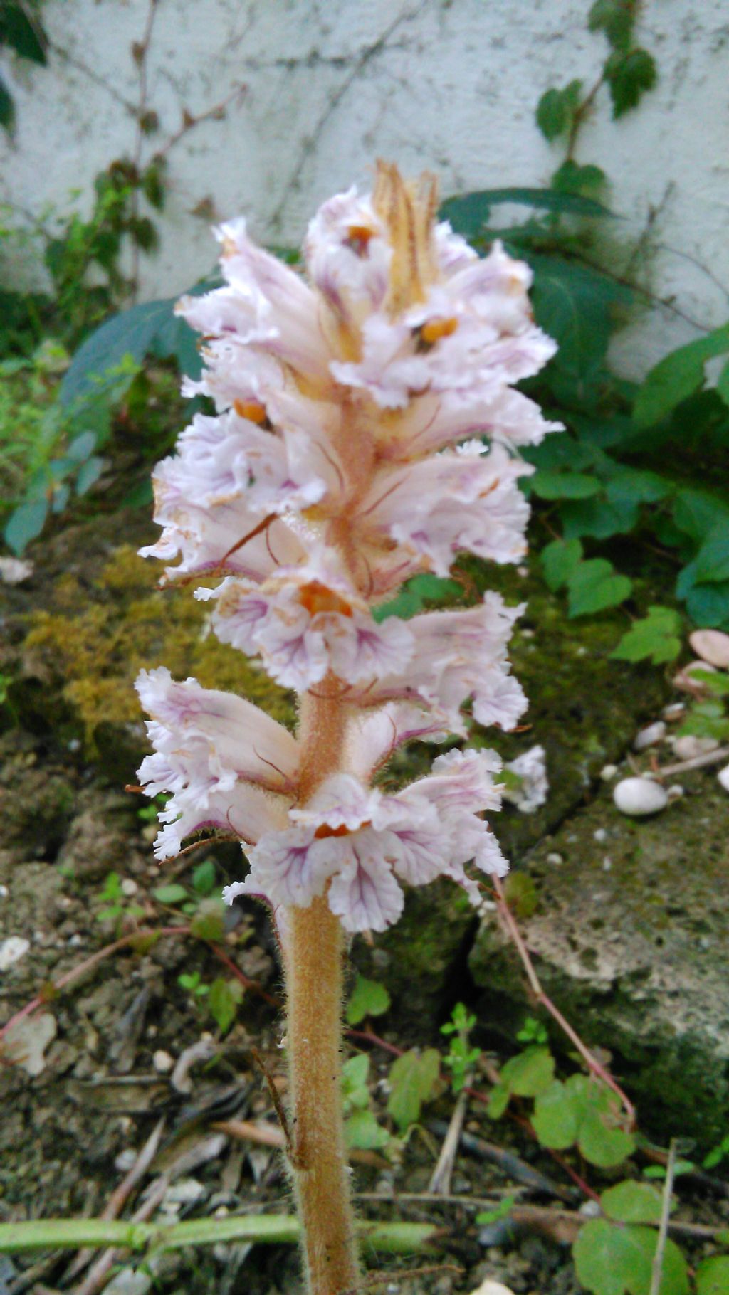 spuntata nel giardino - Orobanche crenata