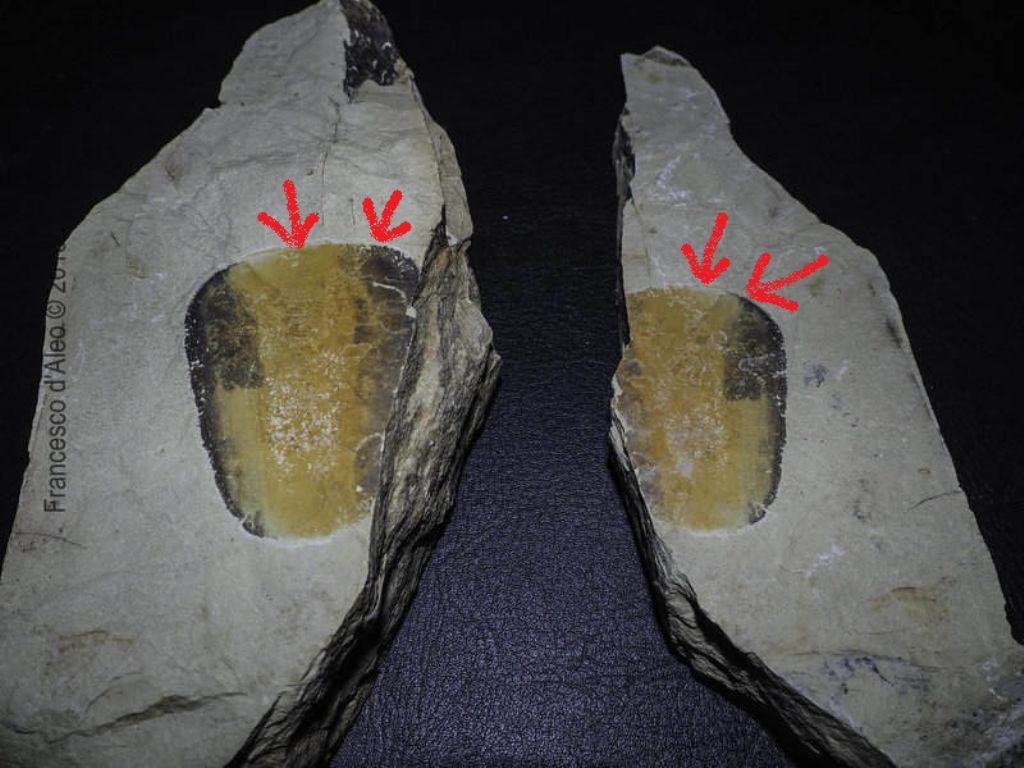 Fossile? Calabria 11-02  No, deposizione di una patina minerale