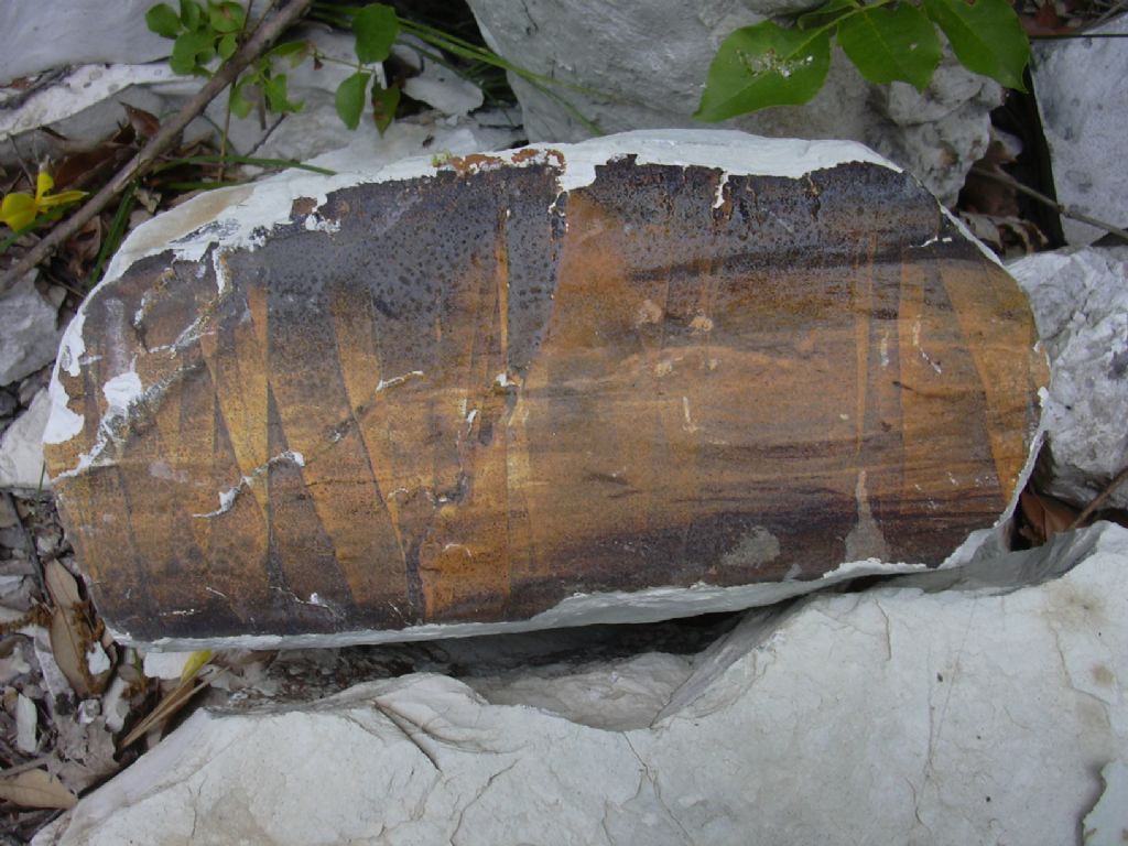 Fossile? Calabria 11-02  No, deposizione di una patina minerale