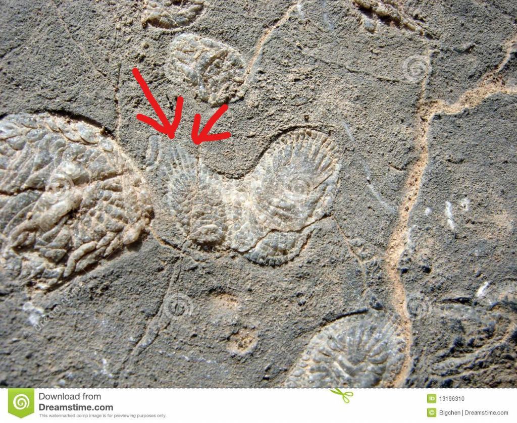 Riconoscimento fossile