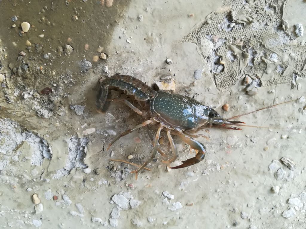 Gambero della Lousiana?  S, Procambarus clarkii, femmina