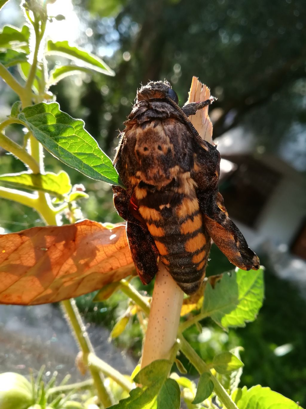 Acherontia atropos? ma cosa ha alle ali?