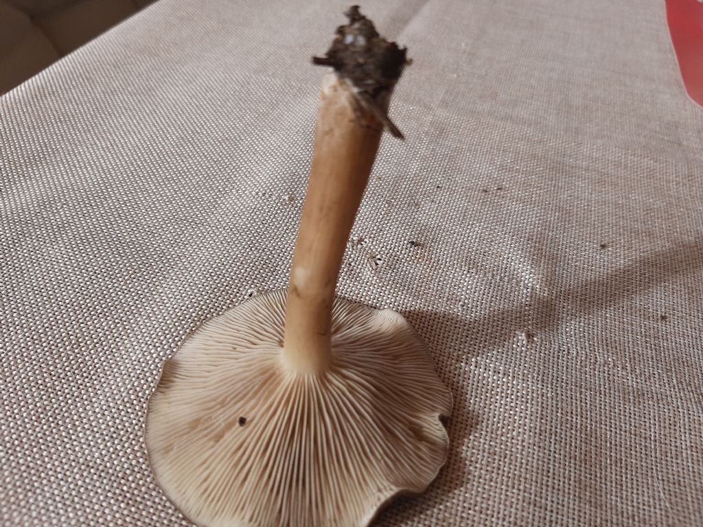 da tempo nel giardino