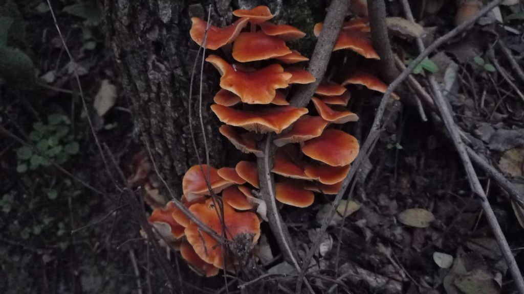 rosso-arancio, su roverella