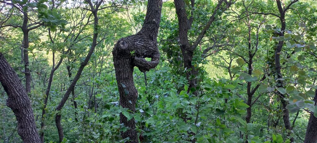 curiosit nel bosco