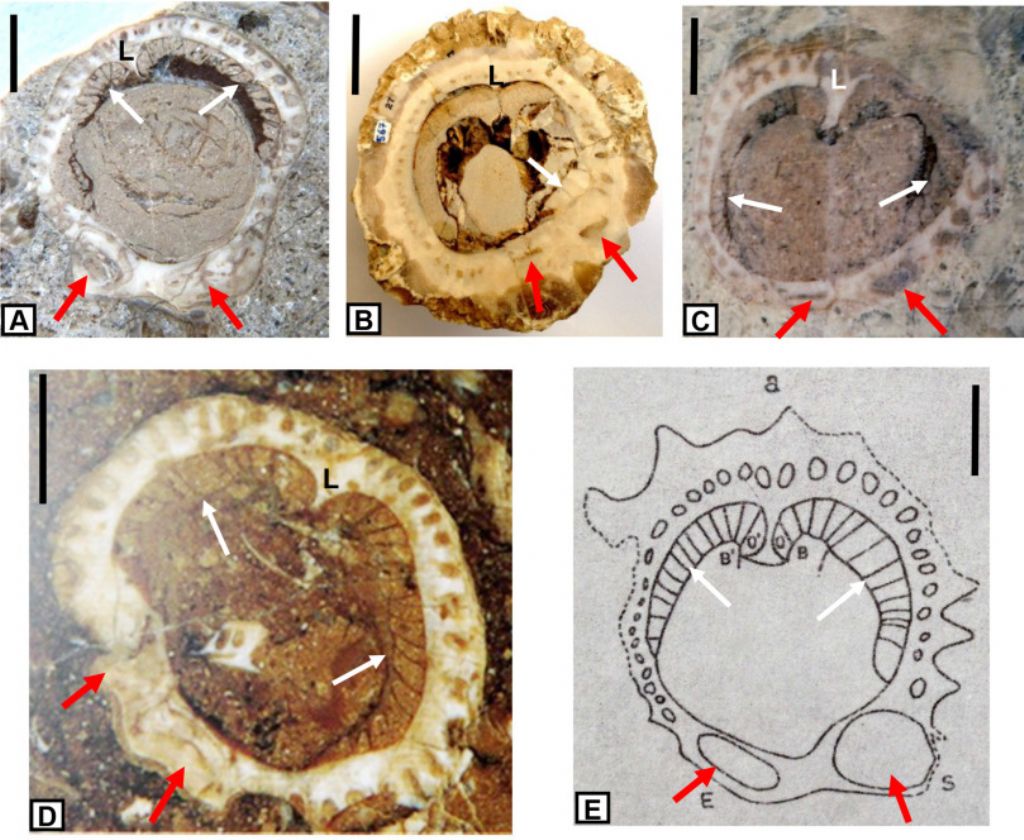 Identificazione di fossile proveniente dal massiccio del Catinaccio - Dolomiti