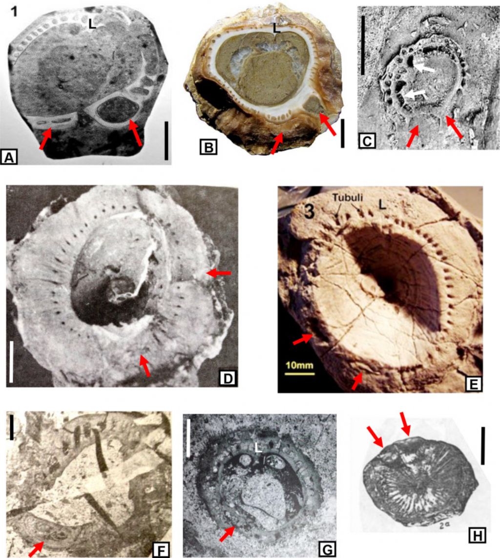Identificazione di fossile proveniente dal massiccio del Catinaccio - Dolomiti