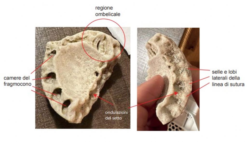 Identificazione di fossile proveniente dal massiccio del Catinaccio - Dolomiti