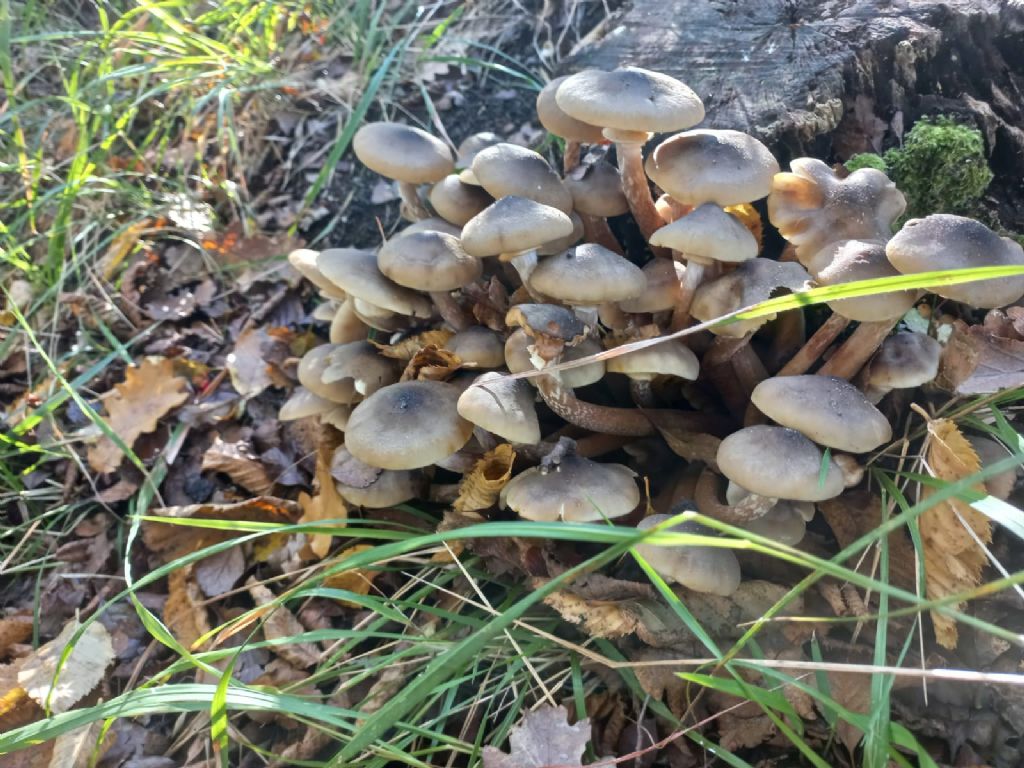 grigiastri, cosa sono?