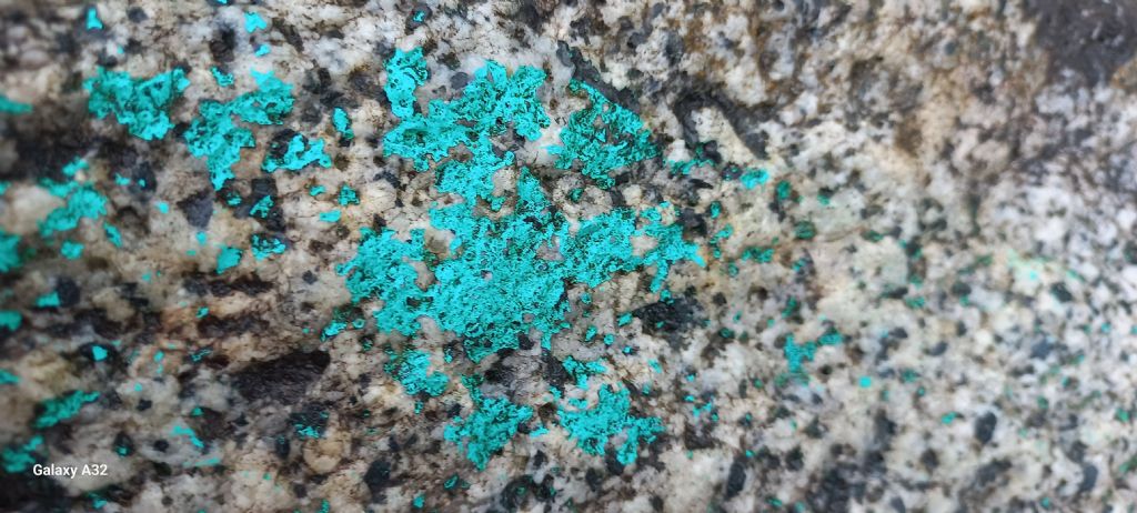 lichene azzurro?