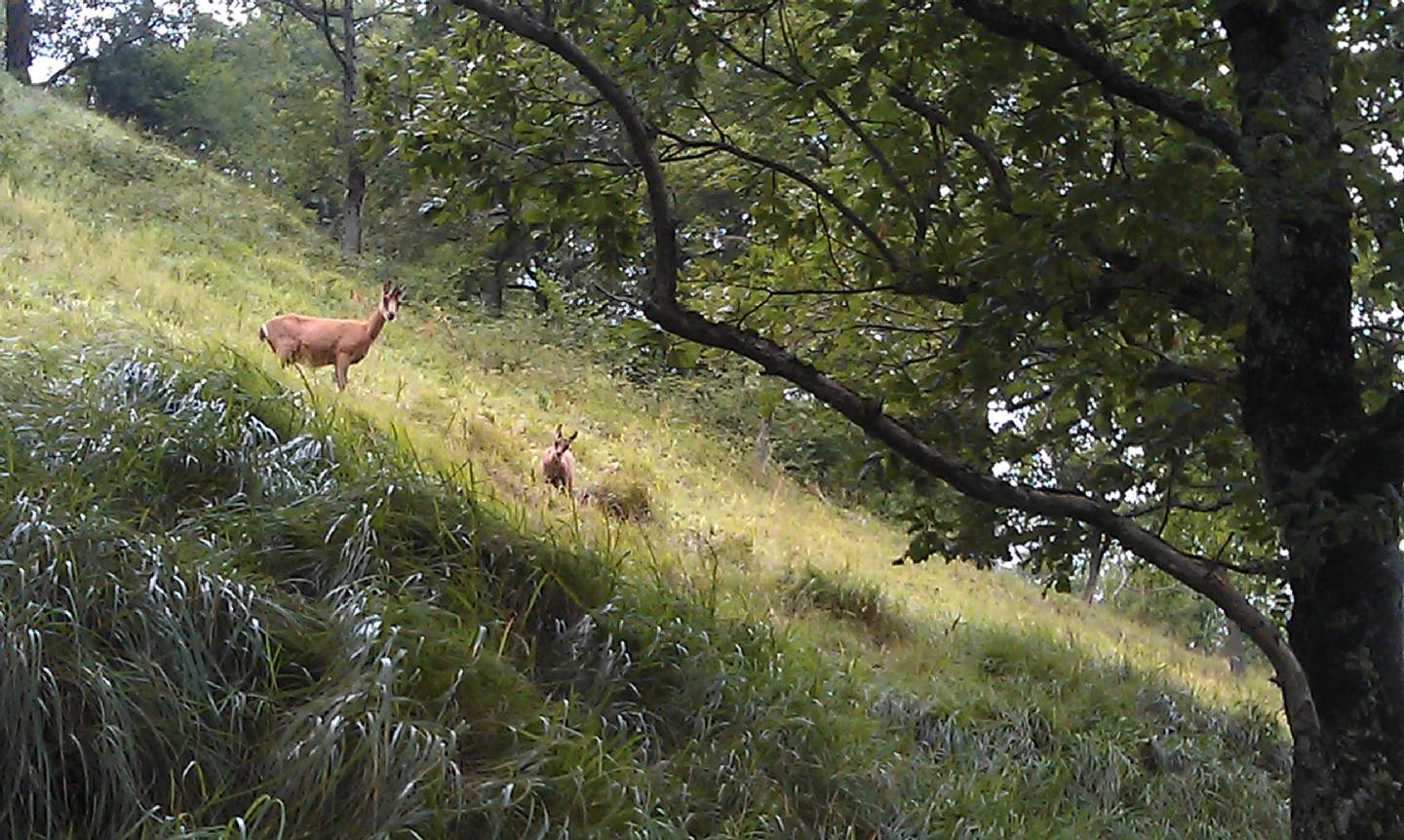 Camoscio d''Abruzzo Rupicapra pyrenaica ornata