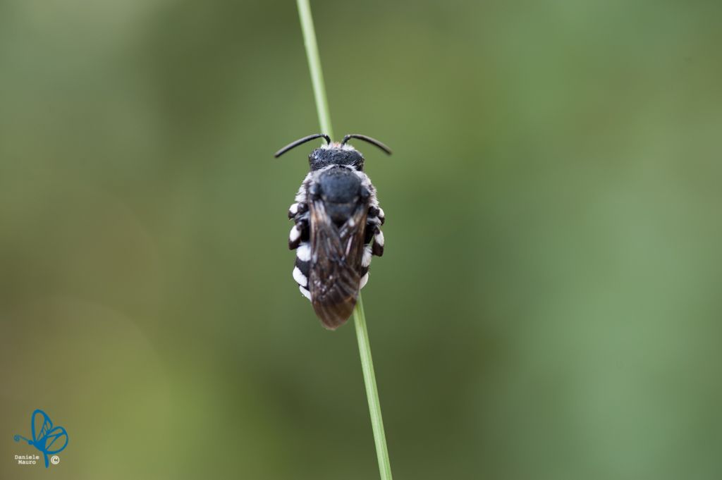 Cimbex quadrimaculatus... no, Thyreus cfr. histrionicus (Apidae Anthophorinae)