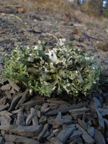 Cladonia foliosa?