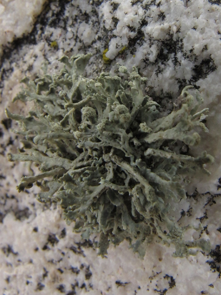 Ramalina capitata?