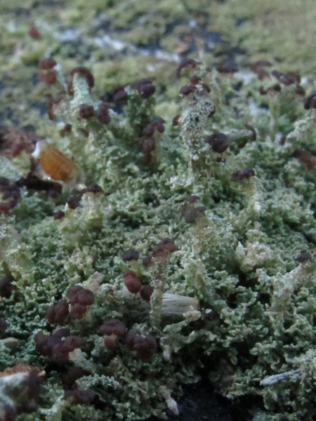 Cladonia parasitica