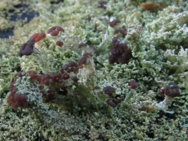 Cladonia parasitica