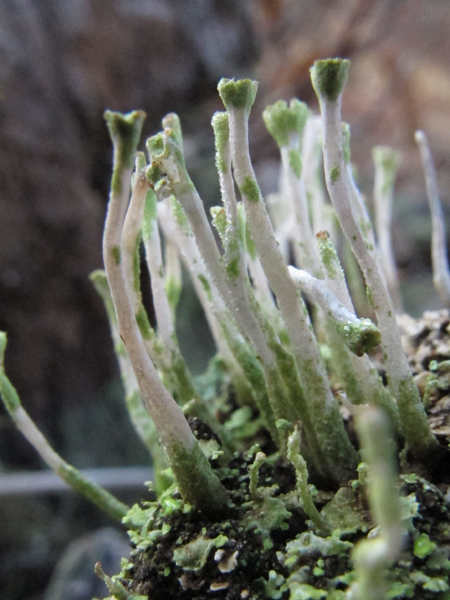 Cladonia ochrochlora?
